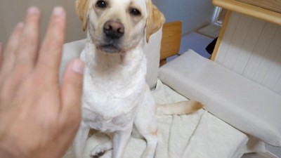 きなこちゃんにハイタッチを求めたら6