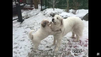 犬社会のルールも学んだ