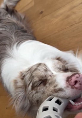 目をつぶるRALくん