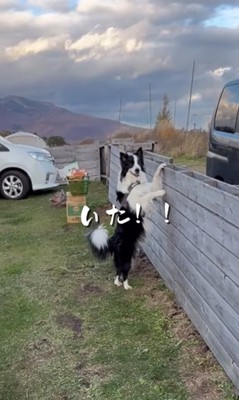 飼い主を見つけた中型犬