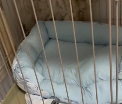 てんてん君の下半身
