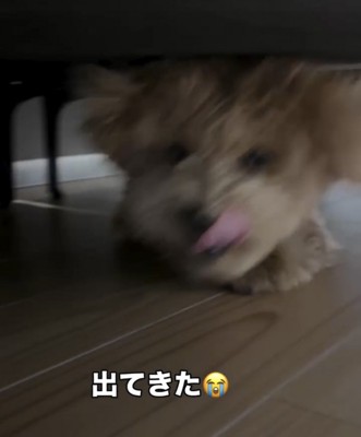 ソファの下で歩み寄る犬