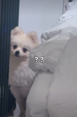 「だれ……?」