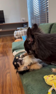 追い詰められたしょうぶ君の行動4