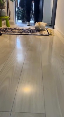 玄関マットの上に座る犬