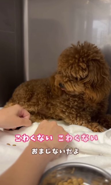 ケージの隅で震えながら人の手をにらみつけるボサボサのトイプードルのパピー