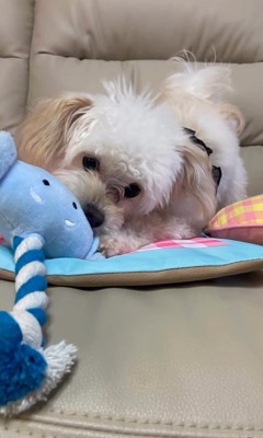 おもちゃで遊ぶ小型犬