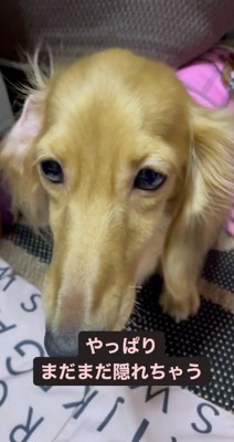 物陰から顔を出してカメラを見つめる犬