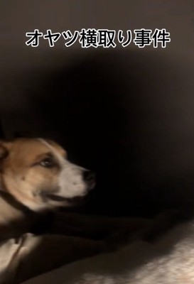 元保護犬のサナくん