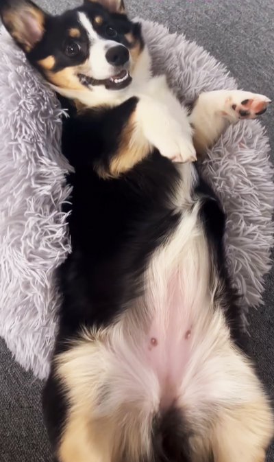 クッションに寝転がる犬