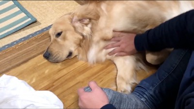 飼い主が出られて、目を細める犬