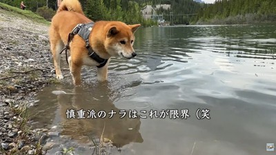 ナラちゃんは水際をウロウロ♪