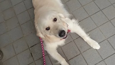 車に乗るのを拒否するギンちゃん⑩