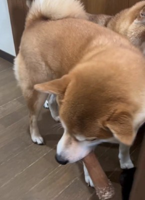 ムックちゃんが登場