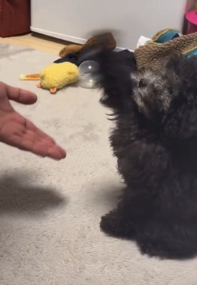 お手を振り下ろす犬