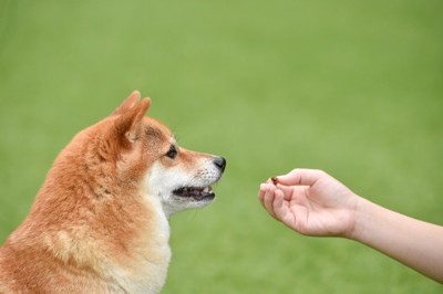 柴犬、手に茶の丸い小さな粒のおやつ