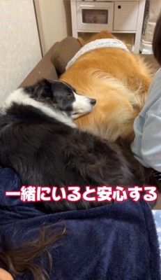 マックスくん＆ロイくんと育った男の子8