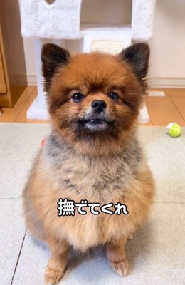 撫でてほしいトムくん