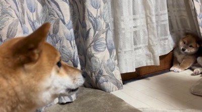 成犬の声を聞いて後ずさる子犬