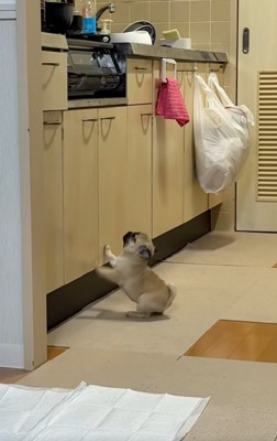 鳴きだすゴンちゃん