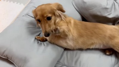 前足を上げる犬