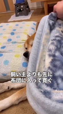 毛布をかけられてくつろぐ犬