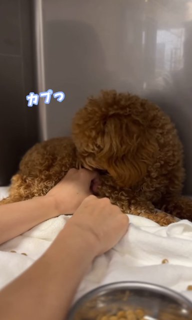 ケージの隅で震えながら人の手をにらみつけるボサボサのトイプードルのパピー