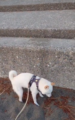 着地したワンコ