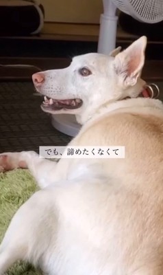 サニーちゃんを車いすに乗せたら4