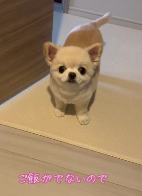 「そろそろご飯ですよね？」