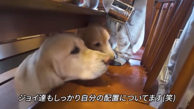 スタンバイOKのワンコたち