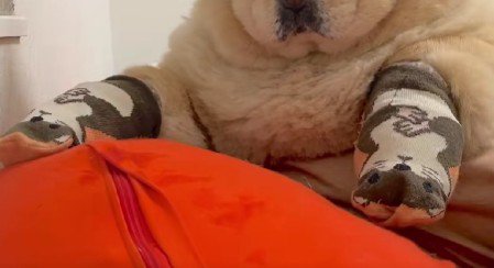 愛犬に靴下を履かせてみた