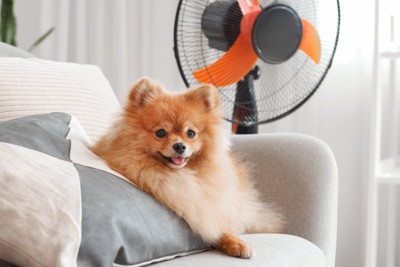 扇風機の前に座る犬
