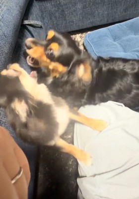 ワンプロする犬