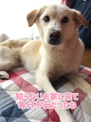 きなこちゃんの変化、もなかちゃんとの出会い3