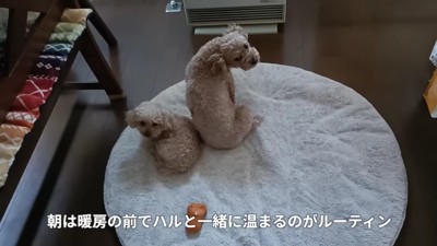 ストーブ前で丸くなるのが日課