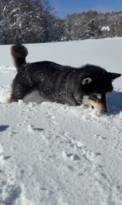 ももちゃんの雪遊び5