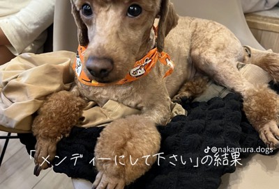 椅子の上でくつろぐ犬