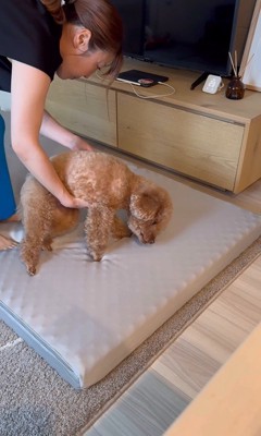 来客用のベッドが気に入ったレオくん5