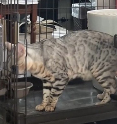 ケージで水を飲む猫