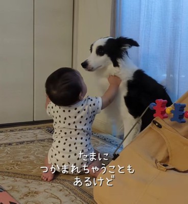 犬の毛を掴む赤ちゃん