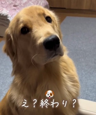 カメラの目線の犬