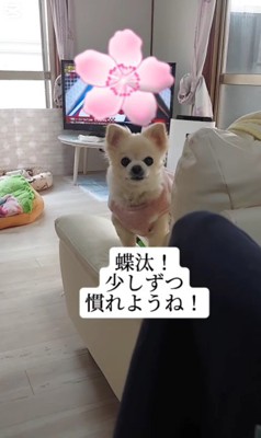 新しい犬生へ…