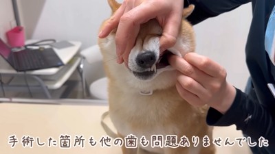 歯は異常なかったよ