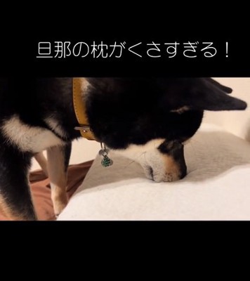 枕に鼻を押し付けるヨルちゃん2