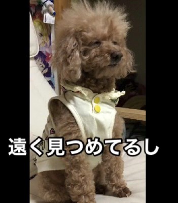 立ったまま寝ることも