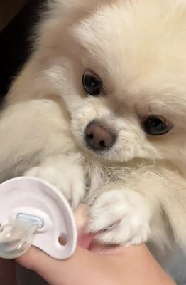 おしゃぶりが気になる