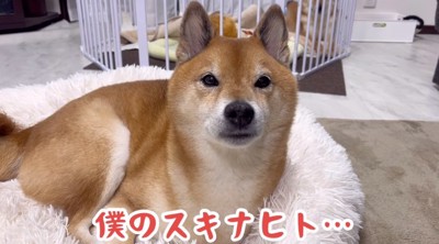 見つめる柴犬