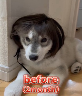 カツラを被る2カ月の犬3