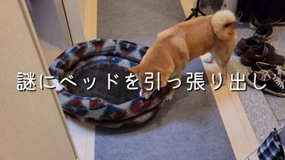 犬用ベッドを引っ張り出すわらびちゃん